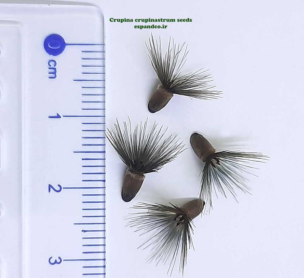  Crupina crupinastrum seeds 